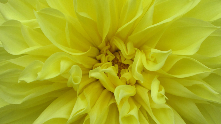 MM_Yellow_flower