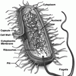 No souvlaki for you, laughing boy!