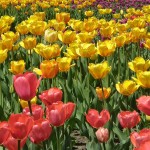 Ottawa, Part I: Tulips & Pretty Little Flowers
